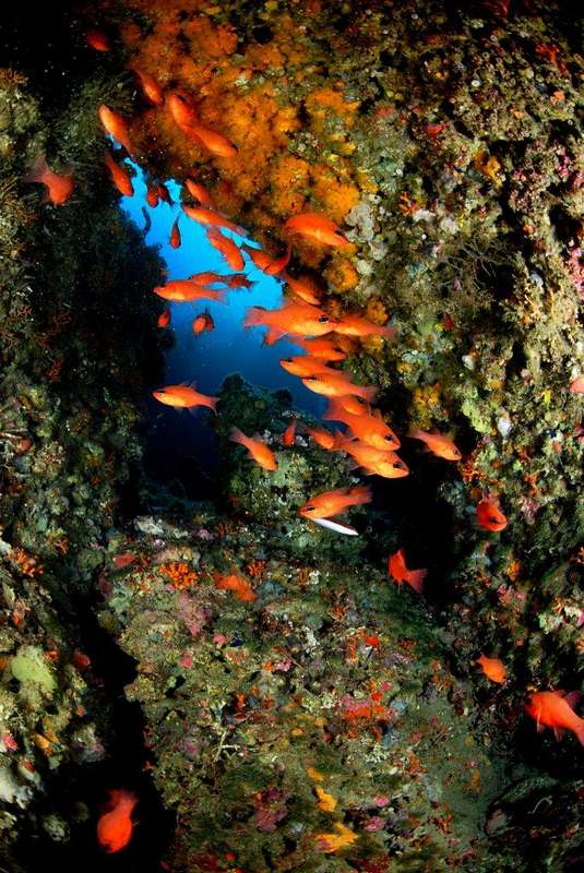 NAVFOSUB 2013 y Campeonato de Pamplona de Pesca Submarina